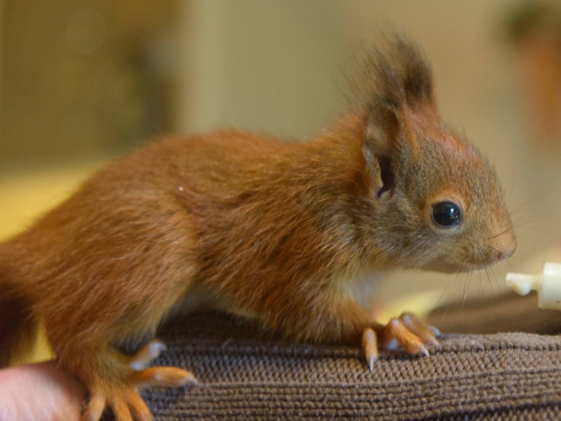 Die kleinen Eichhörnchen wachsen bei Andrea Stricker in Duisburg auf.