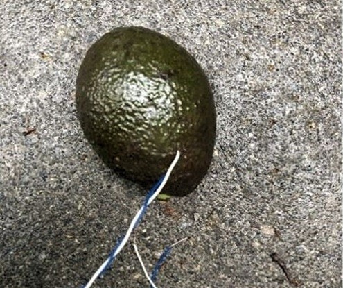 So sah die Avocado aus, bevor sie auf der Polizeiwache aufgeschnitten wurde.