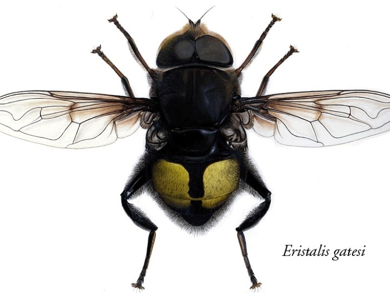 Eristalis gatesi nennt sich diese Fliegenart – Bill Gates stand beim Namen Pate. 