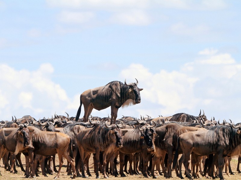Dieses vorwitzige Streifengnu auf dem Bild „Animal Encounters“ – „Tierbegegnungen“ – hat Jean Jacques Alcalay in Kenia aufgenommen.