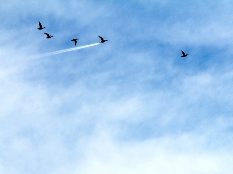 Wie zum Beispiel diese Enten, die John Threlfall in Preston, England, vor die Linse bekommen hat. In der Kategorie „In der Luft“ gewann er mit seinem Schnappschuss „Duck Speed“ – „Enten-Tempo“. Eine Ente scheint einen ganz besonderen Antrieb zu haben.