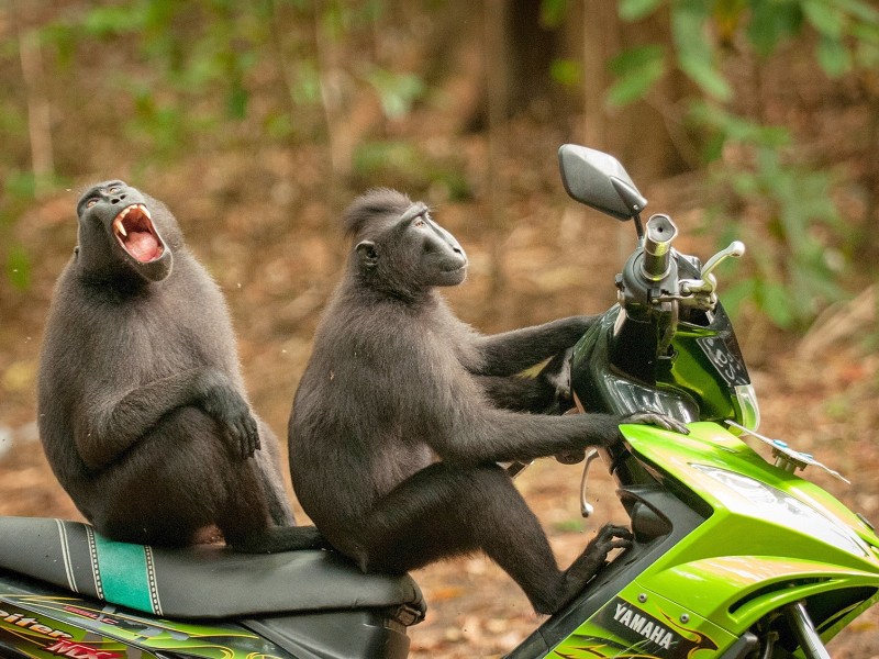 Ob diese beiden indonesischen Affen tatsächlich eine Flucht planen? Zumindest wirkt es auf dem Foto „Monkey-Escape“ – „Affen-Flucht“ – von Katy Laveck-Forster so.