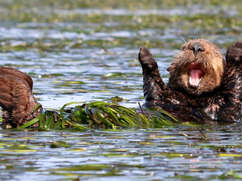 Ob dieser Meerotter darüber jubelt, dass er mit dem Comedy Wildlife Photography Award ausgezeichnet wurde? Die Urheberin des Fotos „Cheering-sea-otter“ – „Jubelnder Meerotter“ –, Penny Palmer aus Kalifornien, hat auf jeden Fall allen Grund zur Freude.