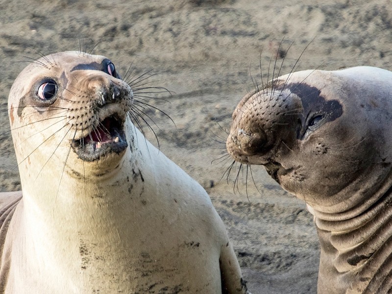 Der Titel „WTF?!“ bedarf wohl keiner weiteren Erklärung. George Cathcart fotografierte die beiden See-Elefanten in San Simeon in Kalifornien.
