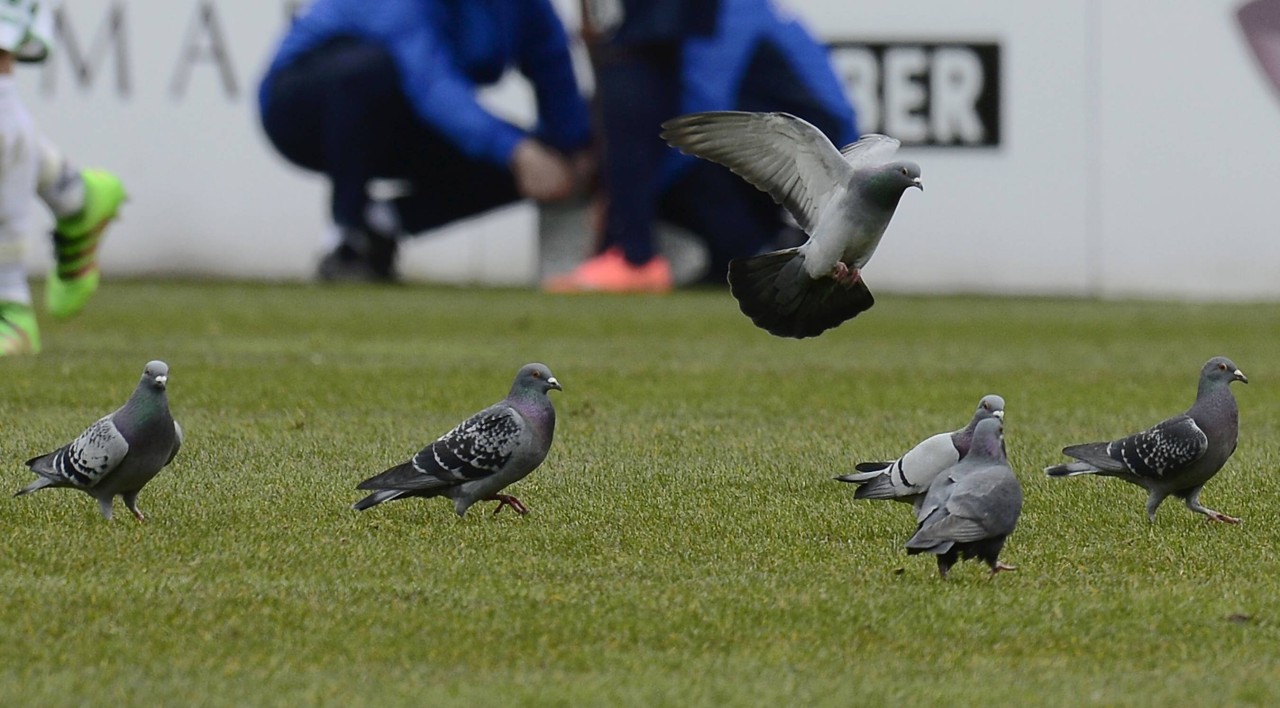 Stadttauben in Bochum: Auch im Stadion des VfL fühlen sie sich wohl. 