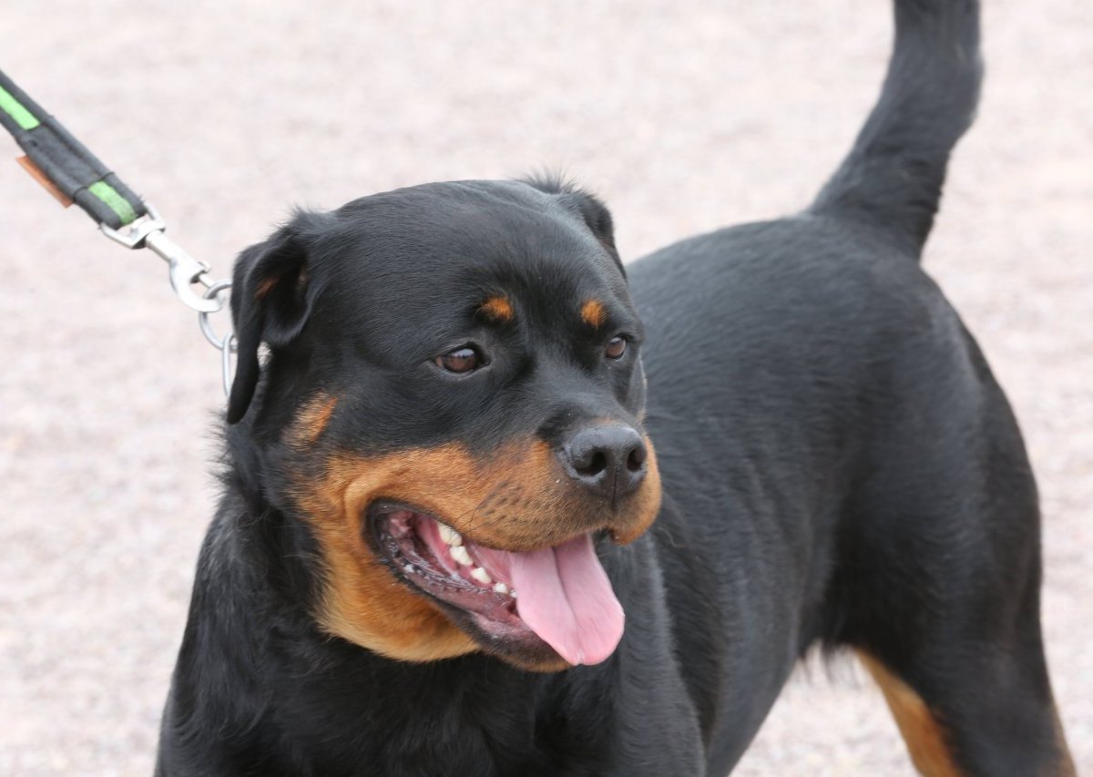 bottrop-rottweiler-kinderwagen.jpg