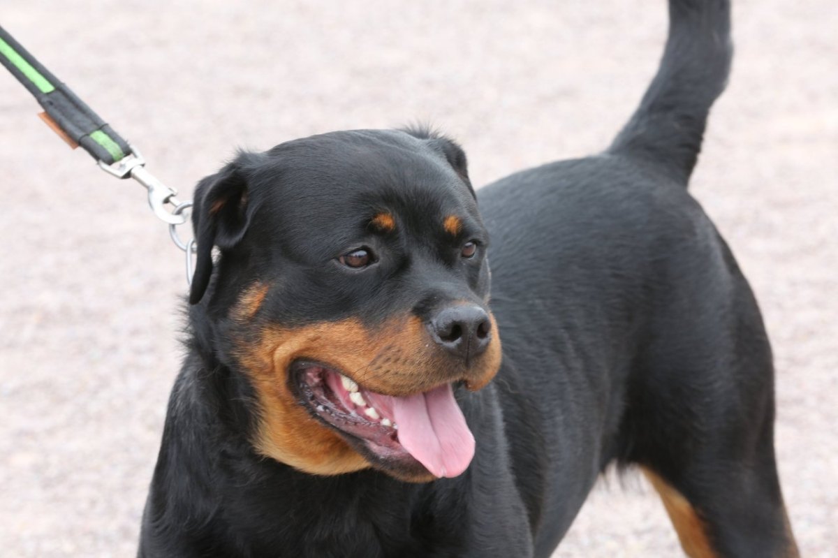 bottrop-rottweiler-kinderwagen.jpg