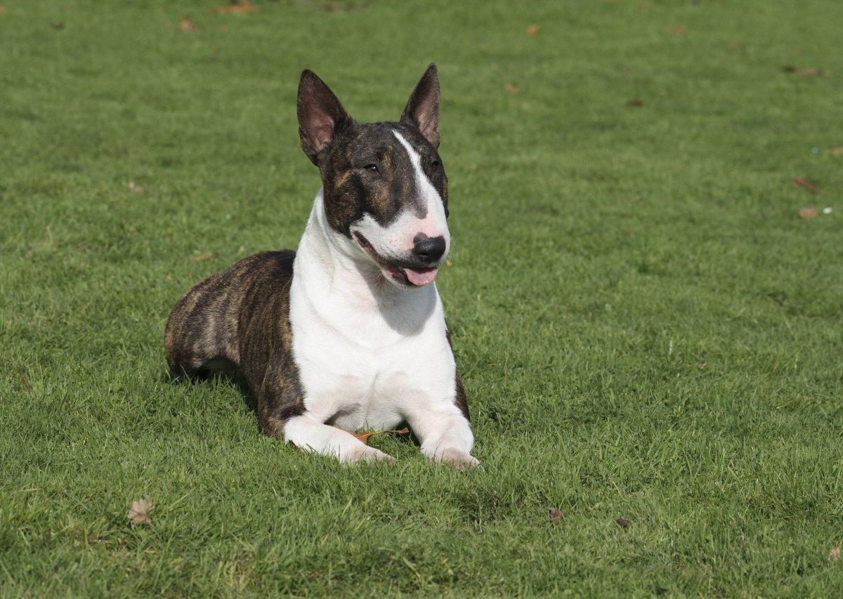 bullterrier