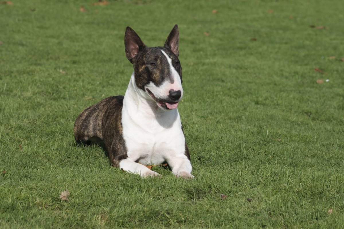 bullterrier