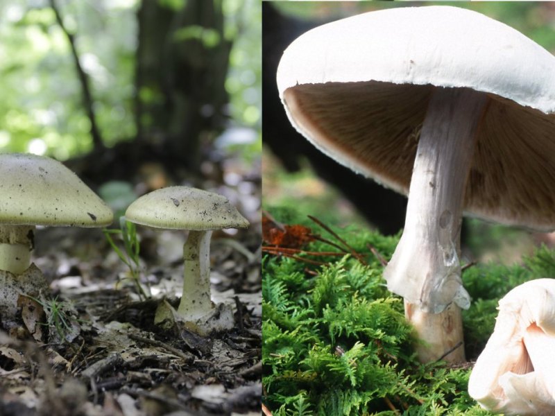champignon-knollenblaetterpilz.jpg