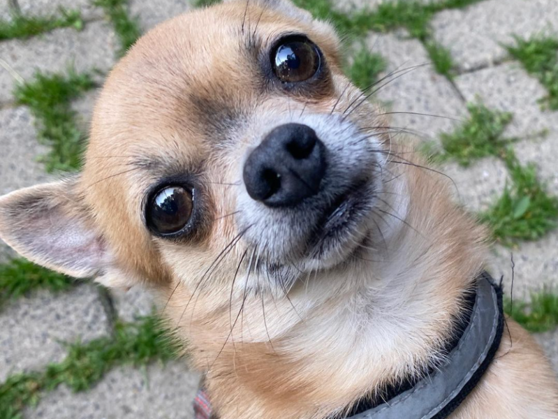 chico.png