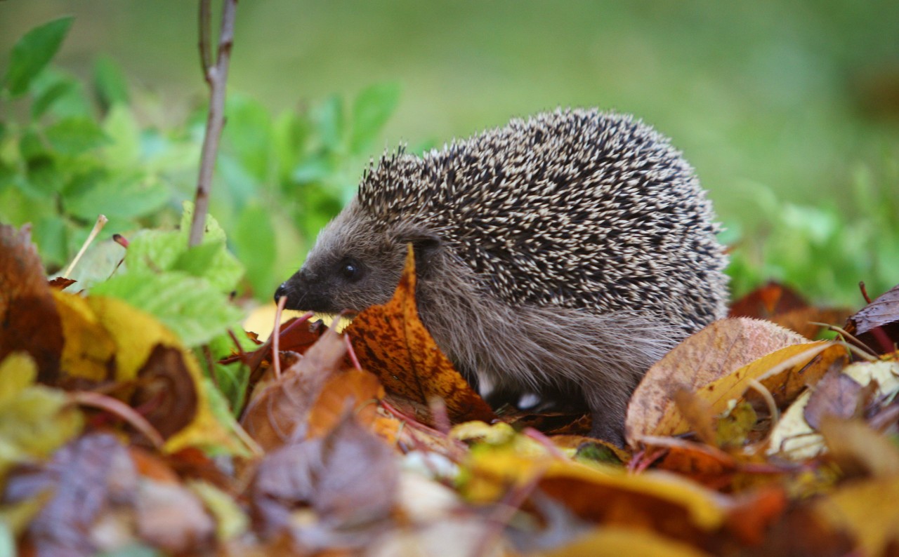 Ein Igel in seinem Zuhause: Im Wald. Doch das könnte durch die Osterfeuer zerstört werden.