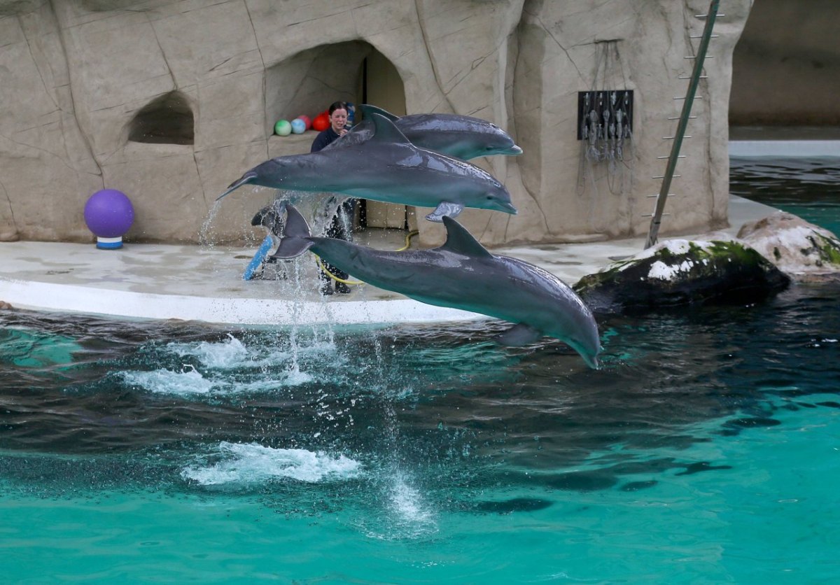 delfinarium-duisburg2.jpg