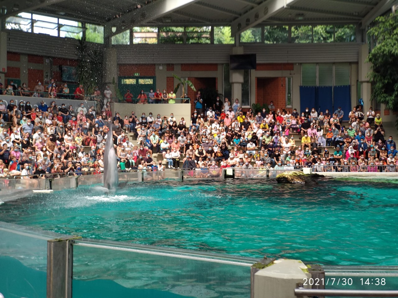 Delfin-Show im Duisburger Delfinarium am 30. Juli 2021.