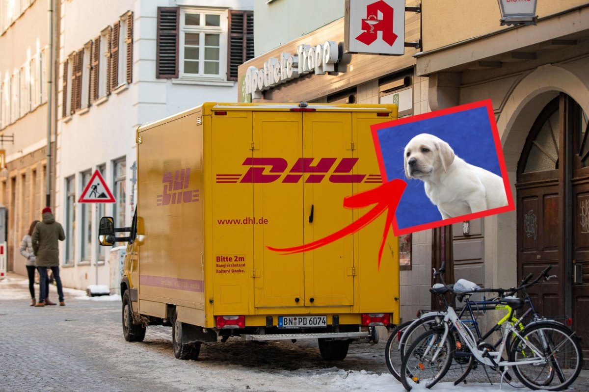 dhl-hund-paket