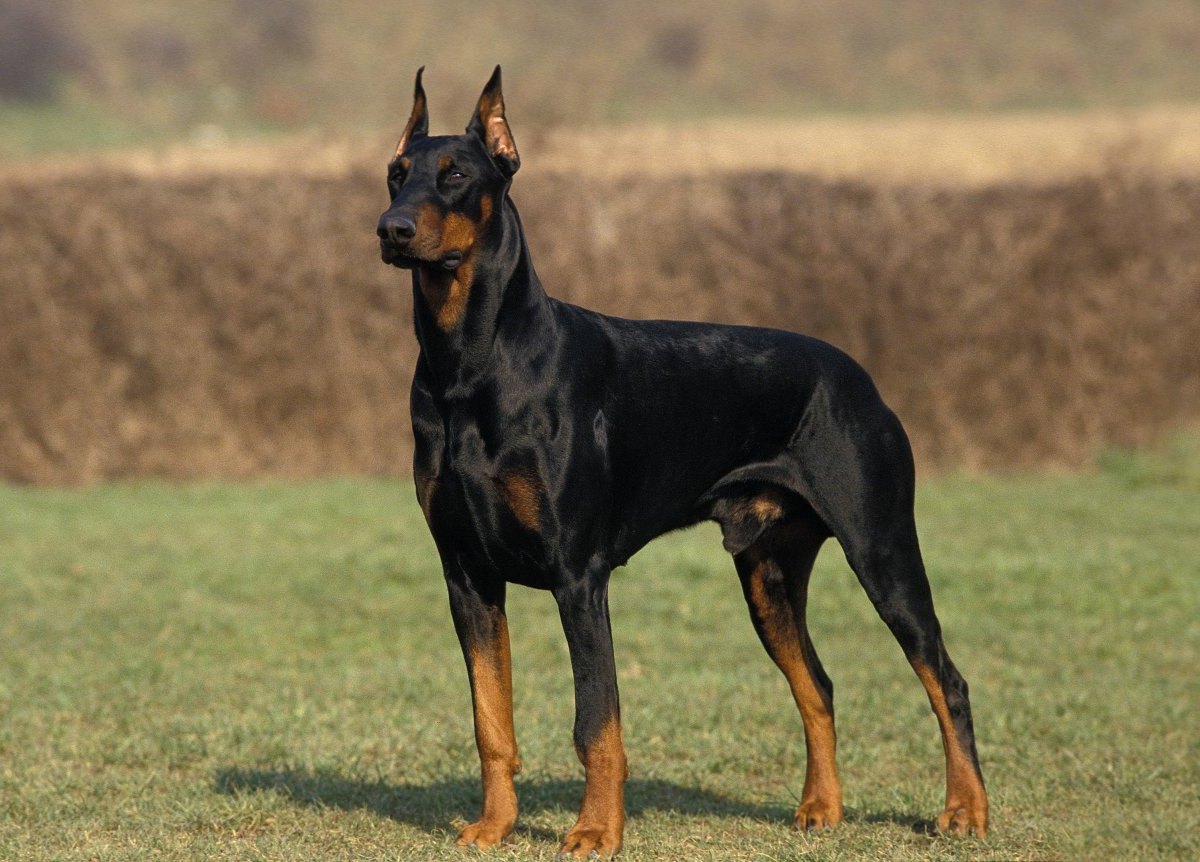 dobermann.jpg