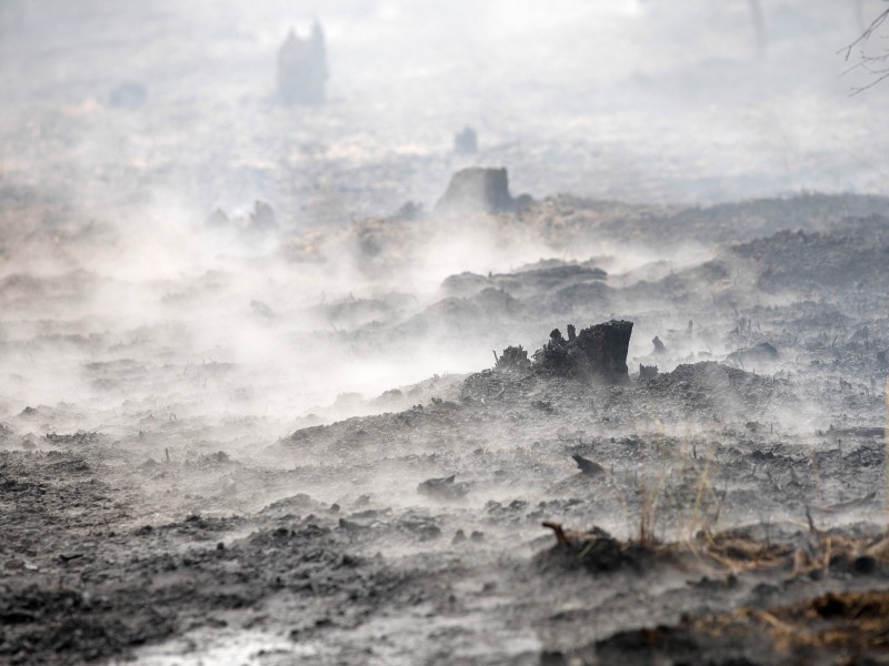 Der Waldboden nach dem Feuer.