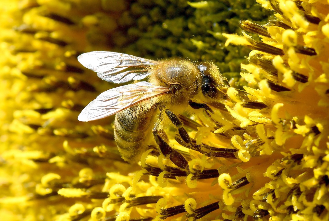 Das Insektensterben bringt Landwirtschaft, Vogelwelt, Ökosystem und Wirtschaft in Gefahr. 