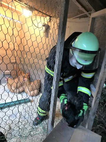 Ein Feuerwehrmann aus Dortmund holt ein Huhn aus dem Stall. 