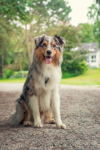 Duke ist ein zwei Jahre alter Australien Shepherd.