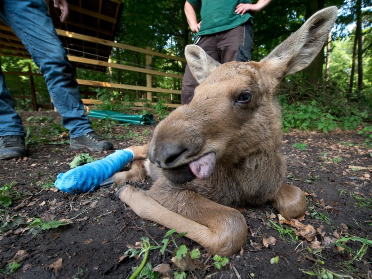 elch herbert hanau wildpark.jpg