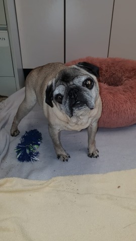 Mops Frank im Tierheim Essen.