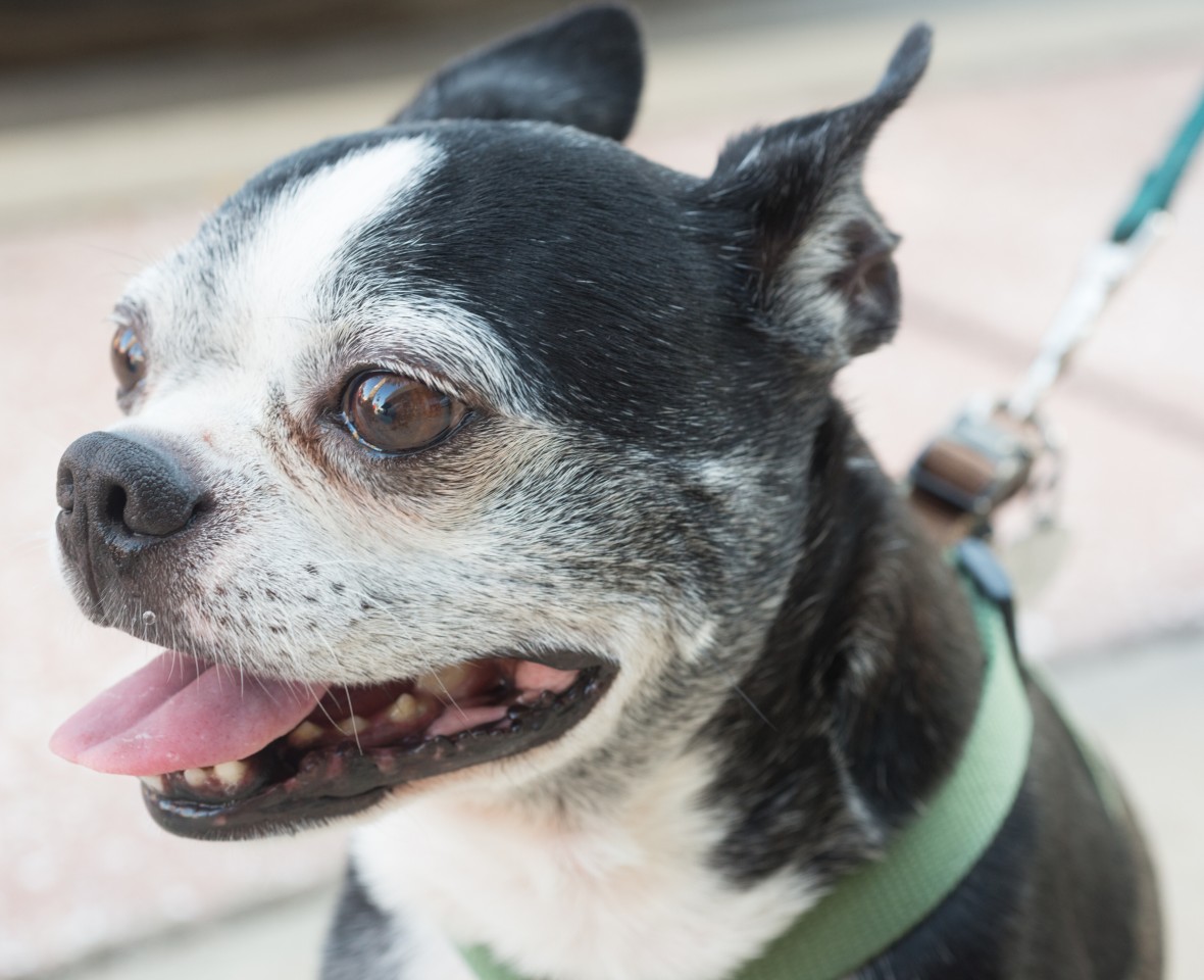 Ein Hund ist in Boston zum Helden geworden. 