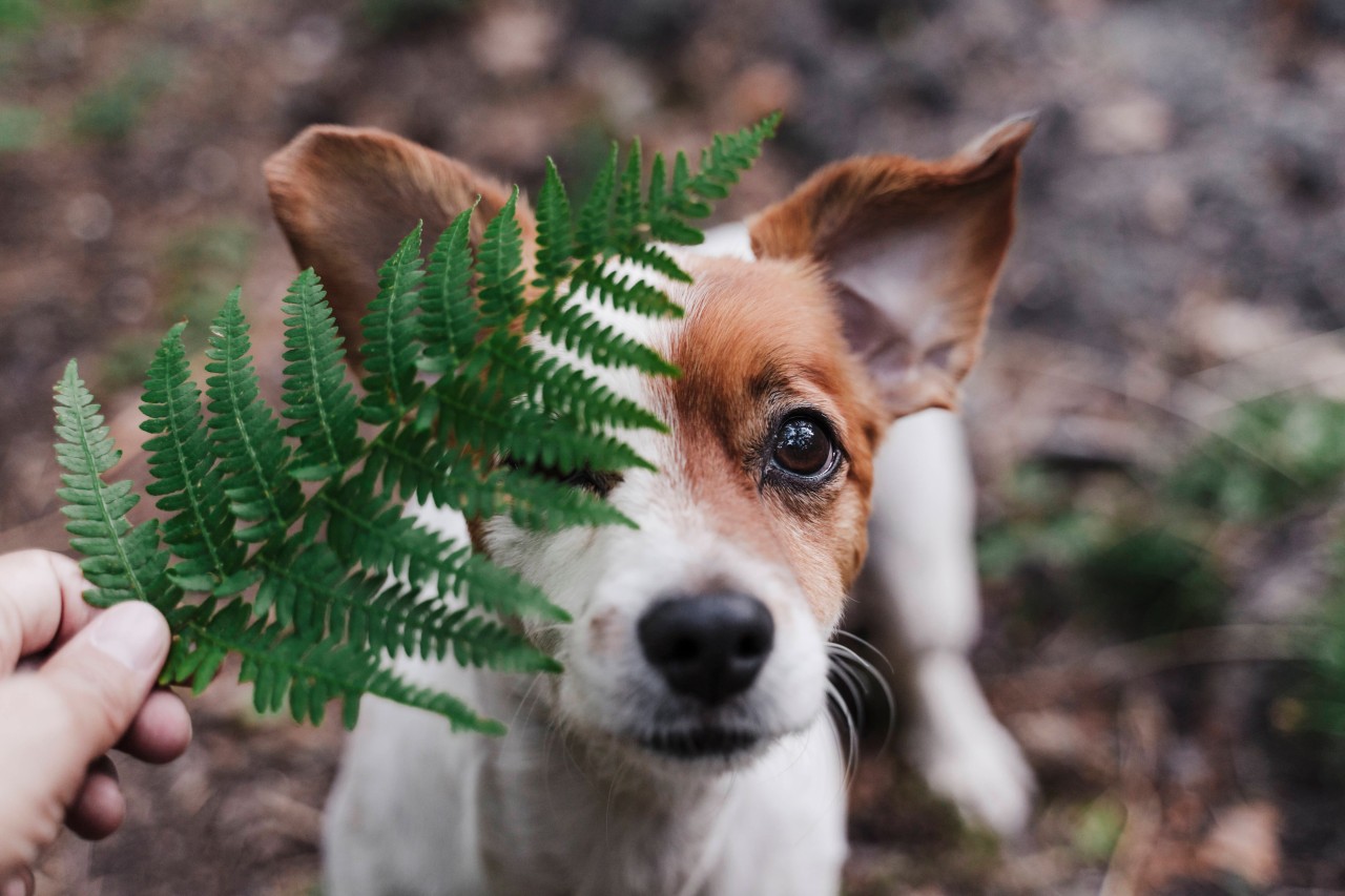 Hund: Eine Frau verlor ihren Vierbeiner im Urlaub, Monate später folgte eine unerwartete Wendung. (Symbolbild)