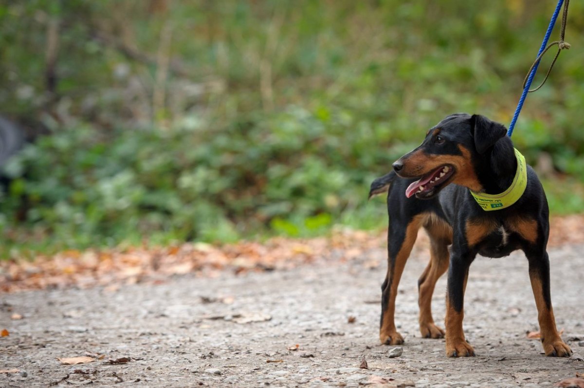 hund.jpg