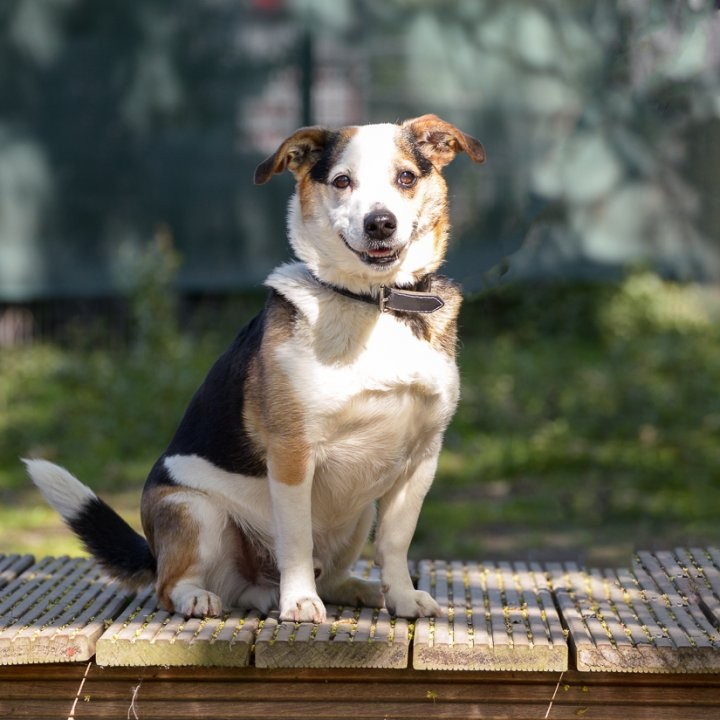 Werden vor den Sommerferien wieder mehr Hunde im Tierheim abgegeben? 