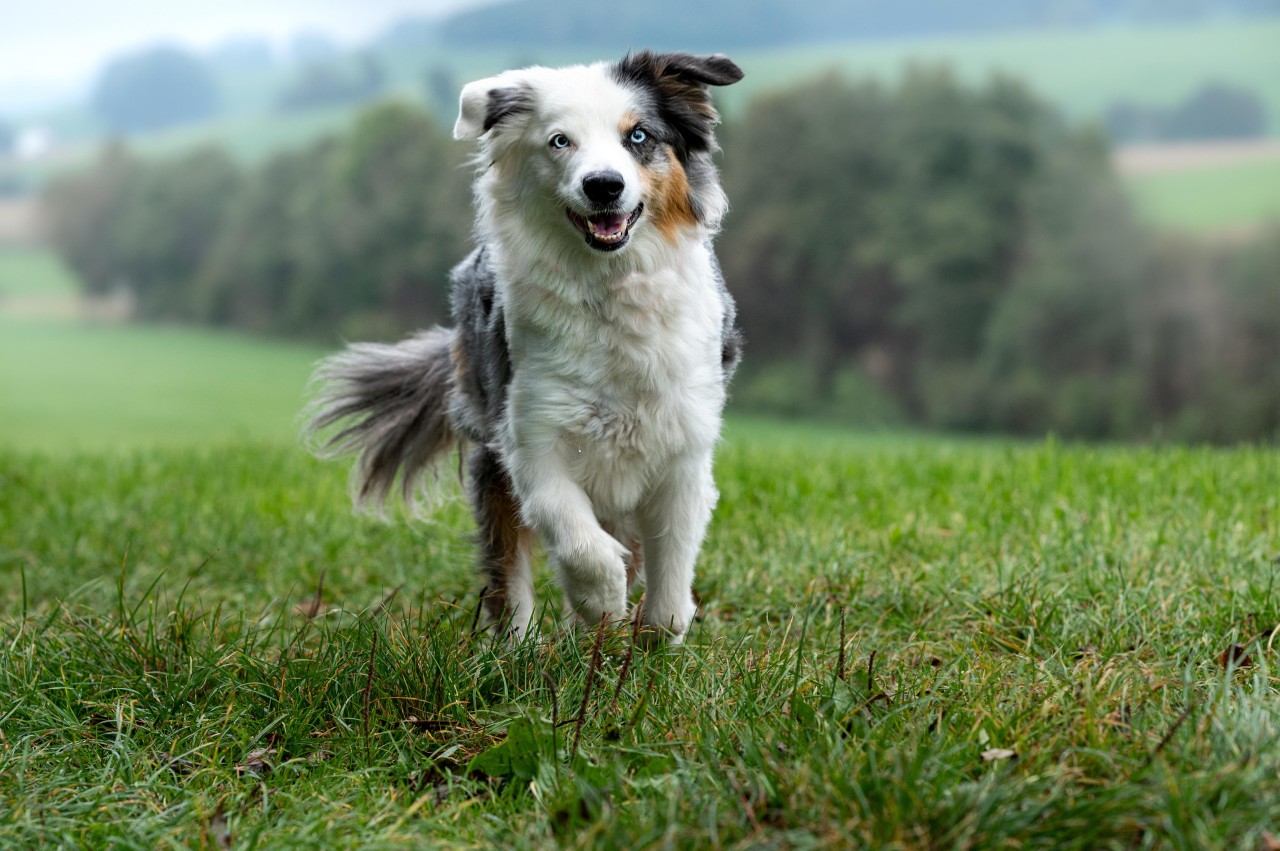 Die Besitzer sind schockiert, als ihr Hund den gemeinsamen Sohn attackiert. Doch der wollte ihn nur beschützen. (Symbolbild)