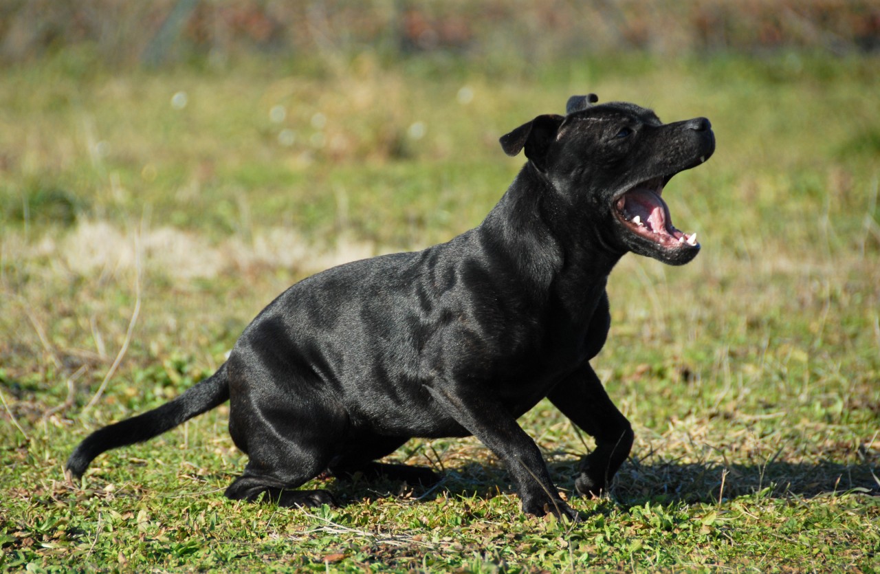 Hund: Ein Pitbull hat einem Vierjährigen in den USA den Arm abgerissen. (Symbolbild)