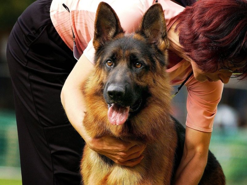hund