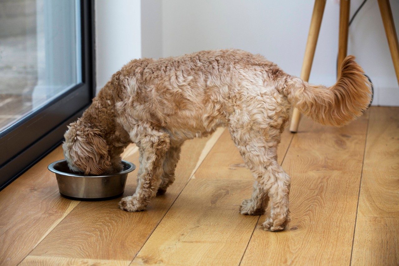 Eine Frau aus den USA füttert ihren Hund mit ihrer eigenen Muttermilch. (Symbolbild)