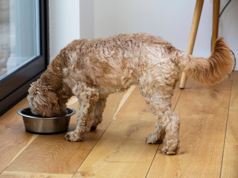 hund.jpg