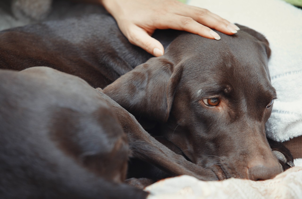 Hund: Lilos Besitzer misshandelten den Vierbeiner vermutlich. (Symbolbild)