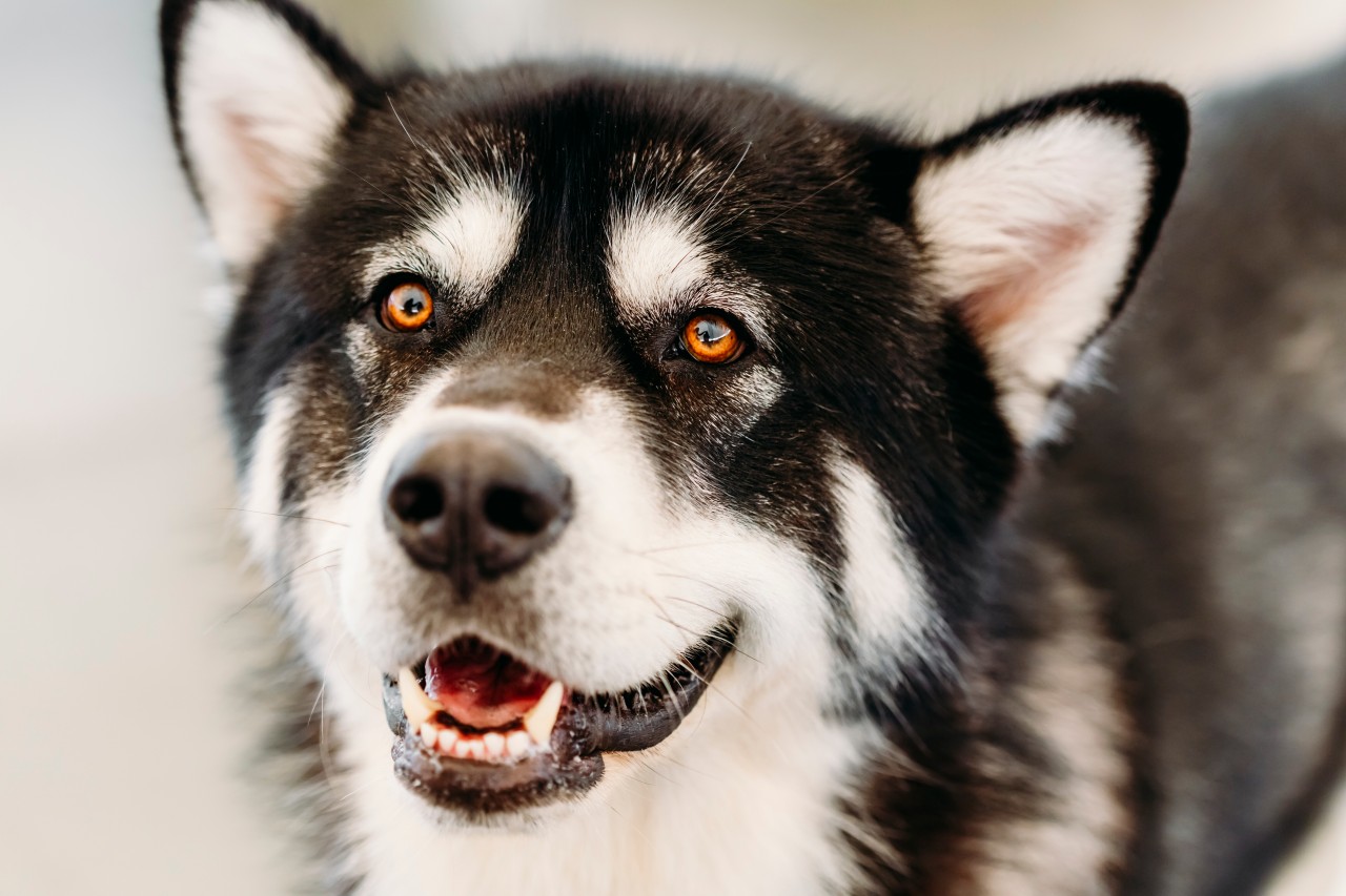 Eine Familie ist mit ihrem Hund aus der Ukraine nach Deutschland geflüchtet. Doch hier angekommen, musste sie sich von ihrem Vierbeiner trennen. (Symbolbild)