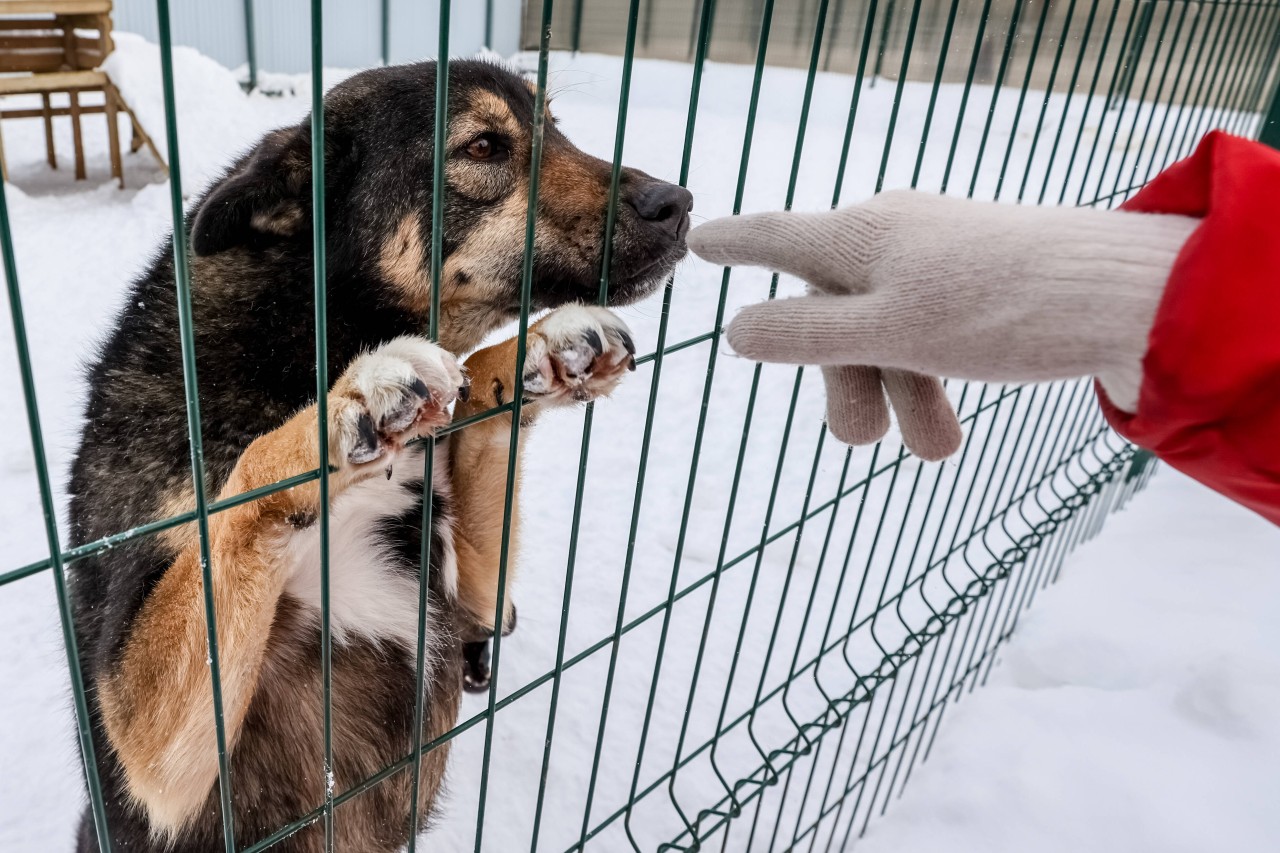 Hund „Betou“ war am Freitag aus seinem Auslauf verschwunden. (Symbolbild)