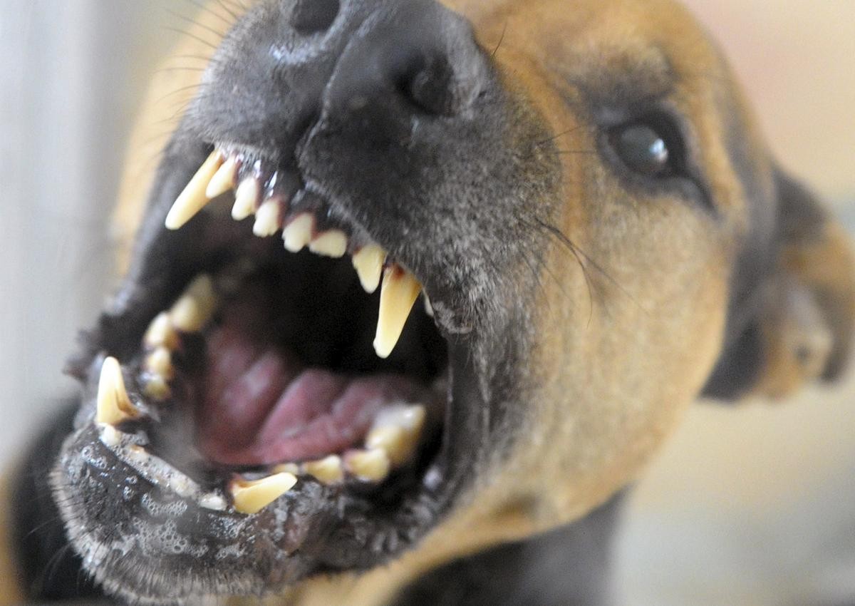 Ein Hund hat einen Welpen angegriffen und ihm tödliche Verletzungen zugefügt. (Symbolbild)