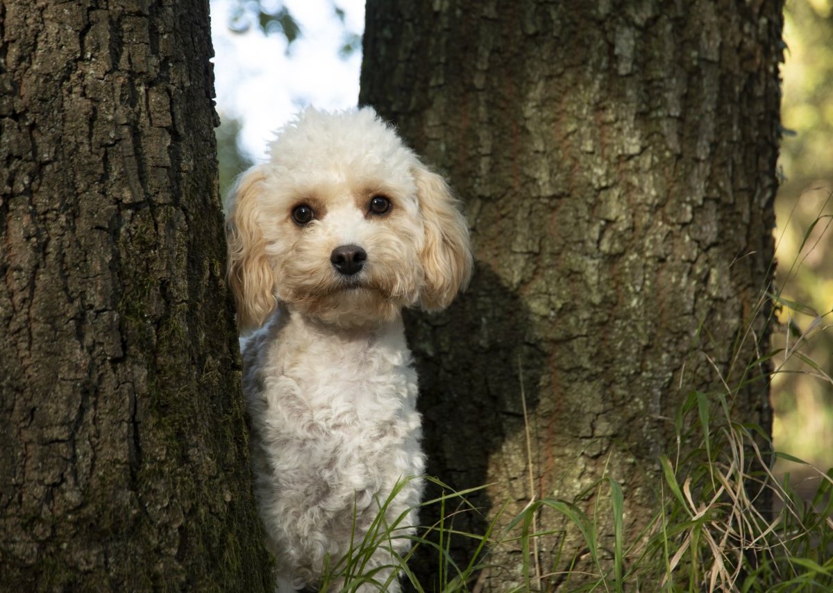 hund-allein-wald.jpg