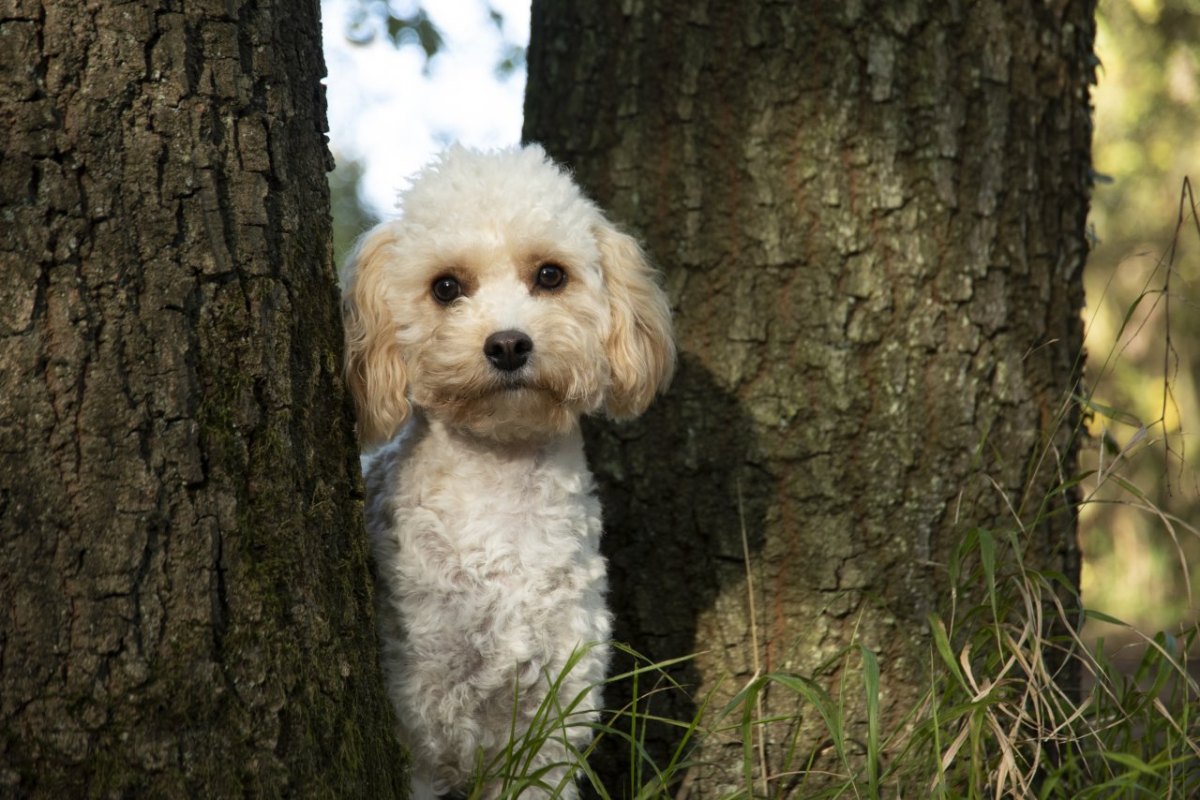 hund-allein-wald.jpg