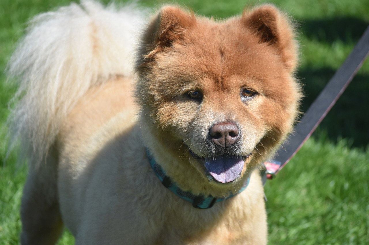 Die Familie aus Hannover vermisst ihren Chow-Chow-Welpen, der mit gerade einmal vier Monaten durch einen Hundebiss starb. (Symbolbild)