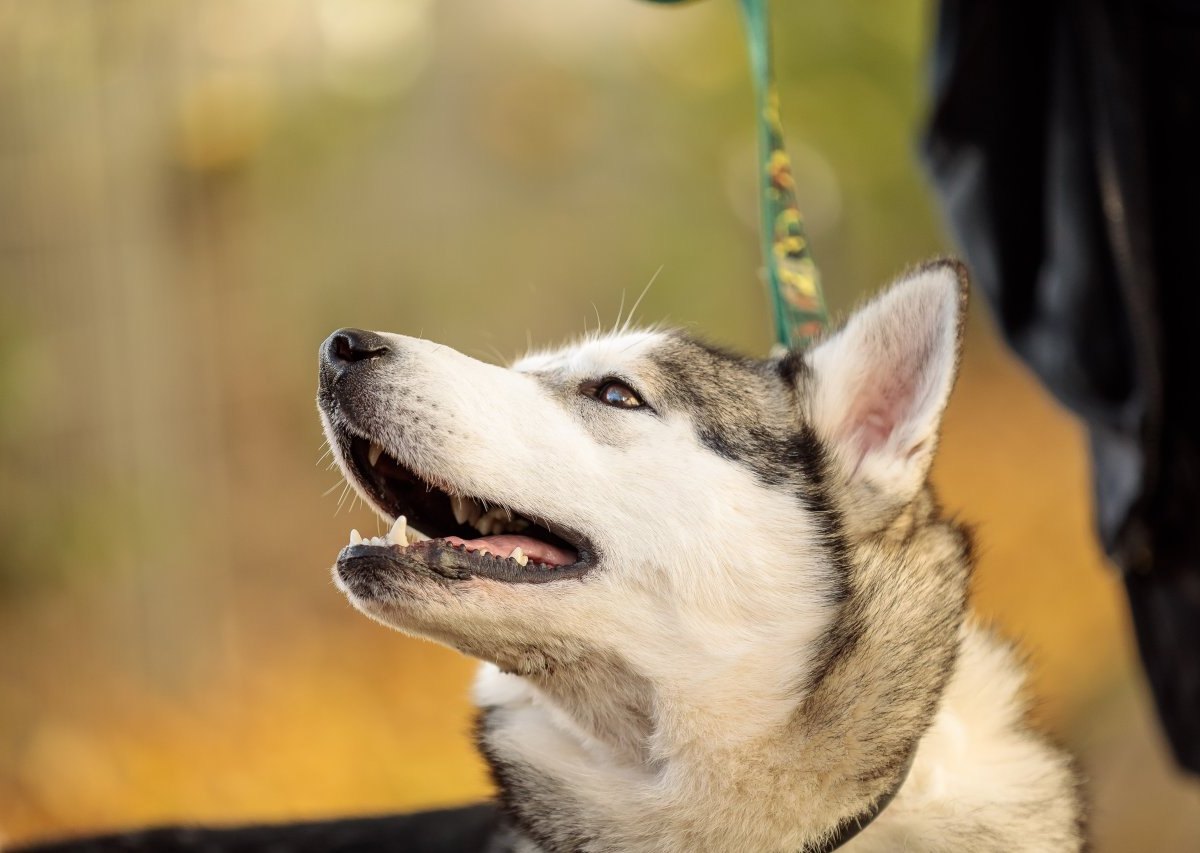 hund duisburg.jpg