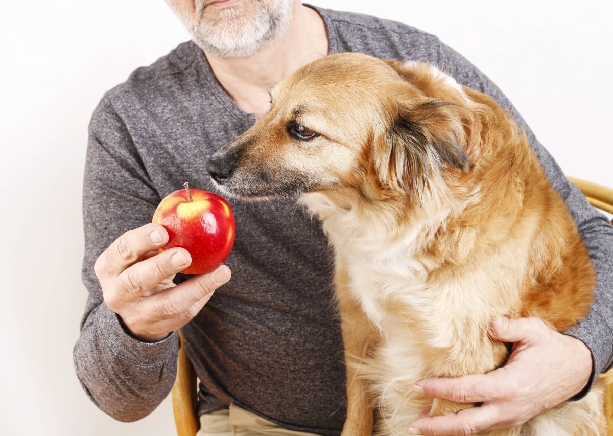 hund-futter-vegan-vegetarisch