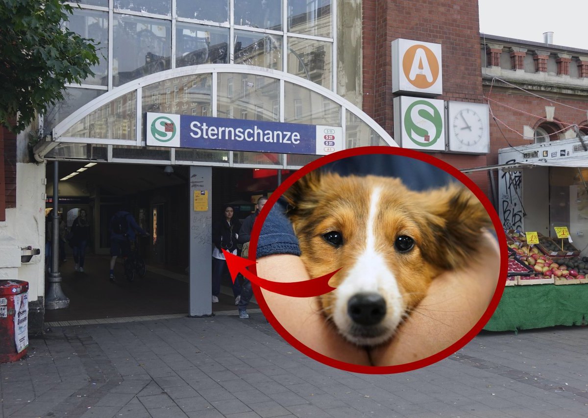 hund hamburg.jpg