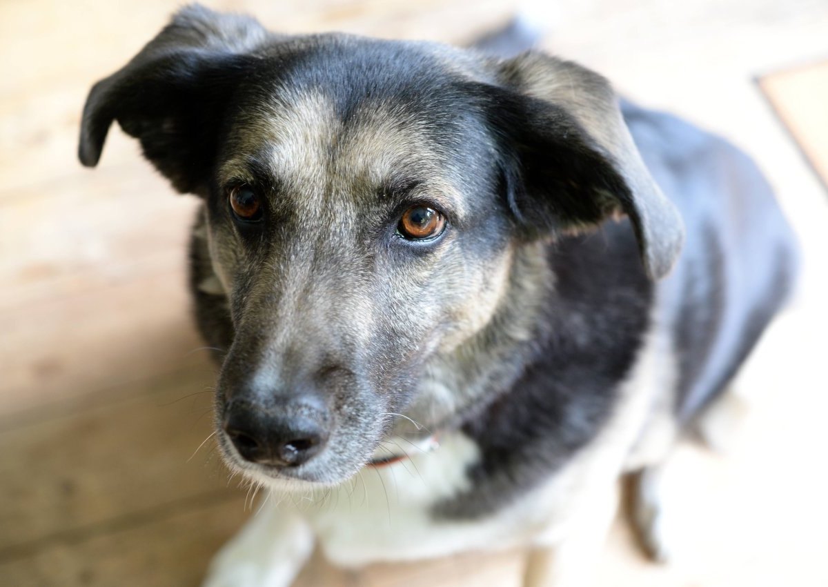 hund in essen vermisst.jpg