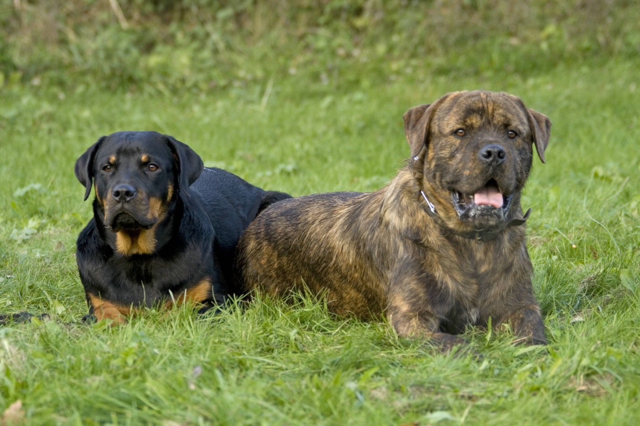 Ein Hund in Mülheim sucht ein neues Zuhause. 