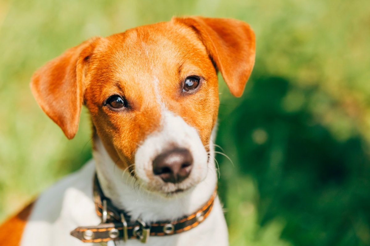 hund-jack-russel