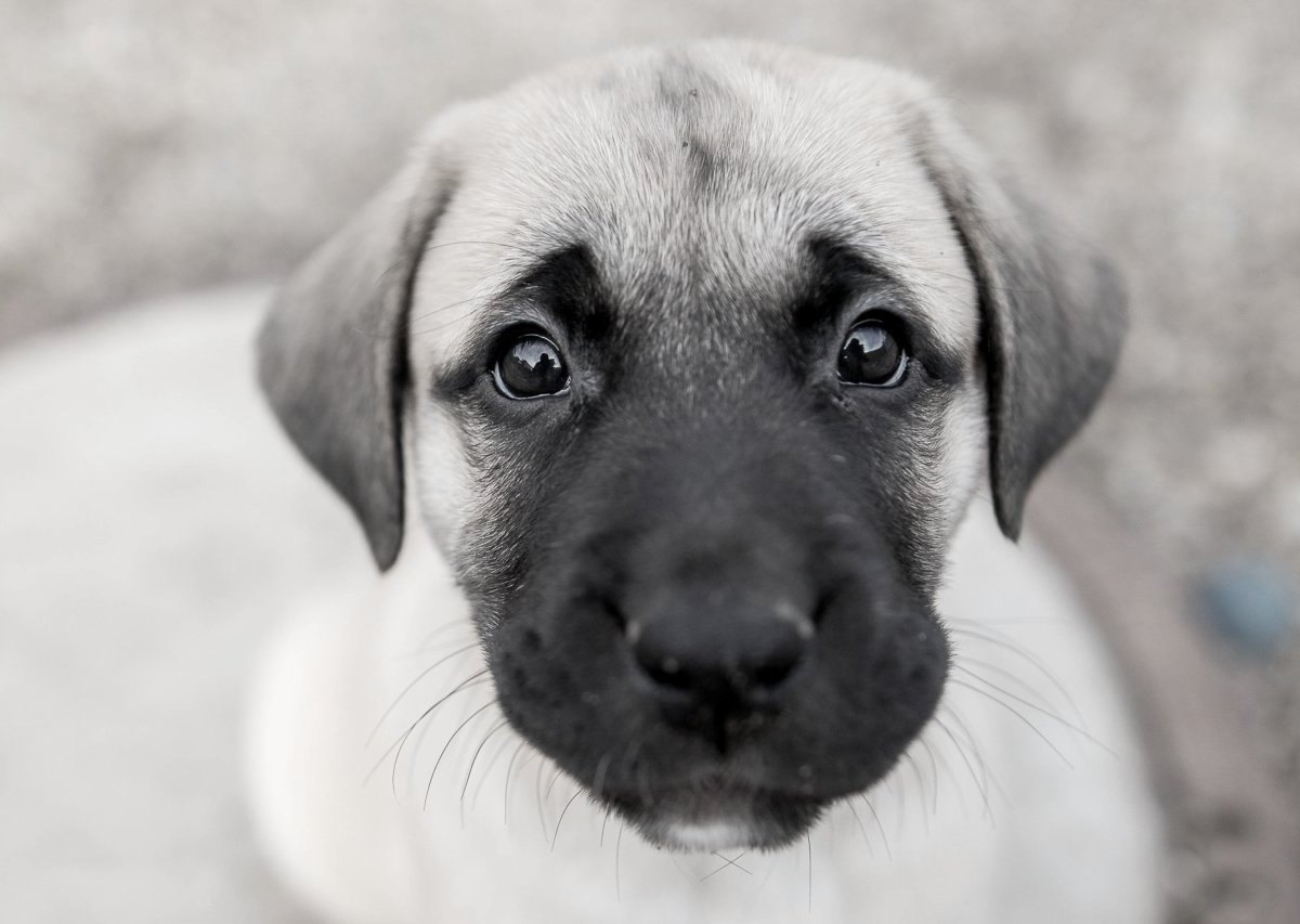 hund kangal sw süß