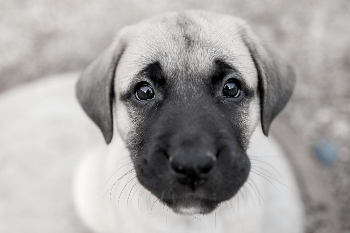 hund kangal sw süß